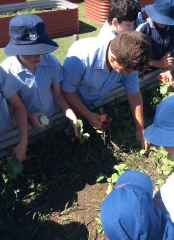 yr 3 vege garden 1