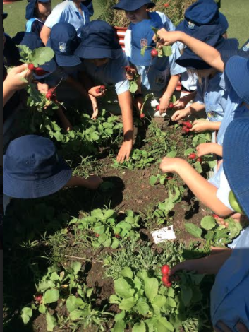 yr 3 vege garden 2