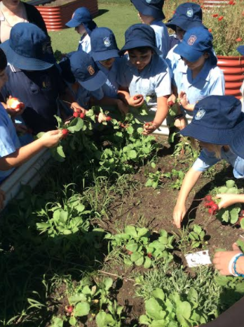 yr 3 vege garden 3