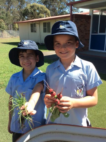 yr 3 vege garden 4