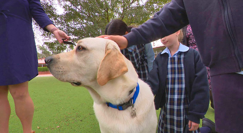 Yale - Therapy Dog - Trinity Catholic Primary Kemps Creek