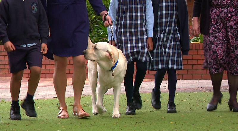 Yale - Wellbeing Dog - Trinity Catholic Primary Kemps Creek