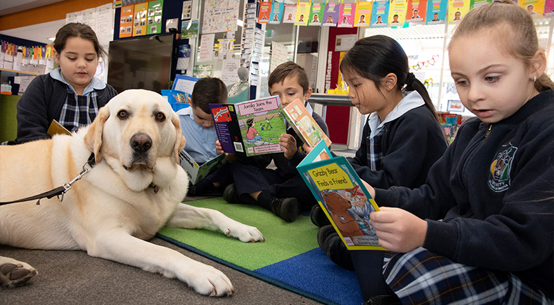 Trinity Kemps Creek Primary wellbeing dog
