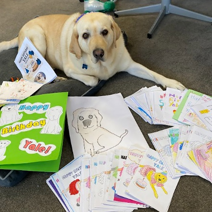 Trinity Catholic Primary Kemps Creek support dog, Yale, on his birthday